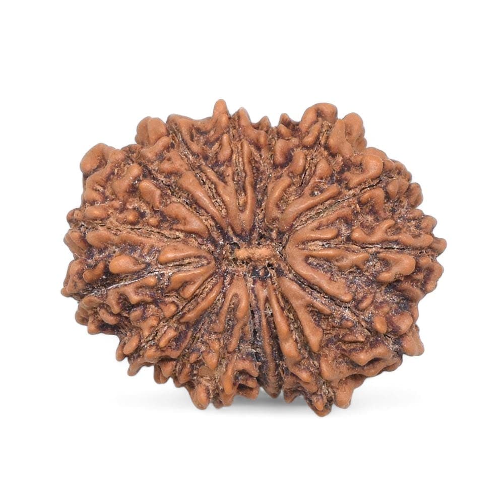 Natural 17 Mukhi Rudraksha (Nepali)