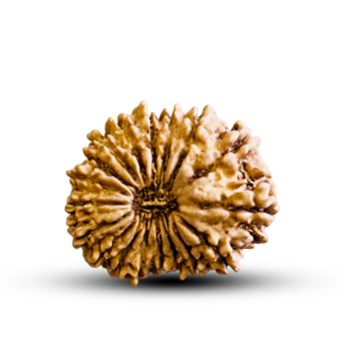 Natural 18 Mukhi Rudraksha (Nepali)