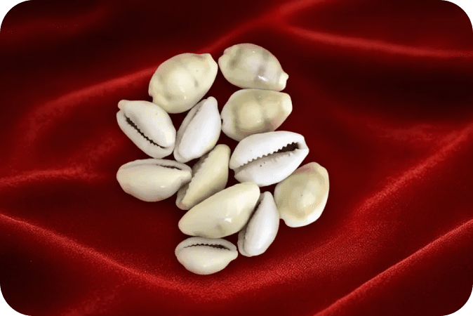 Pili Kodi(Siddh)(21 Pcs)