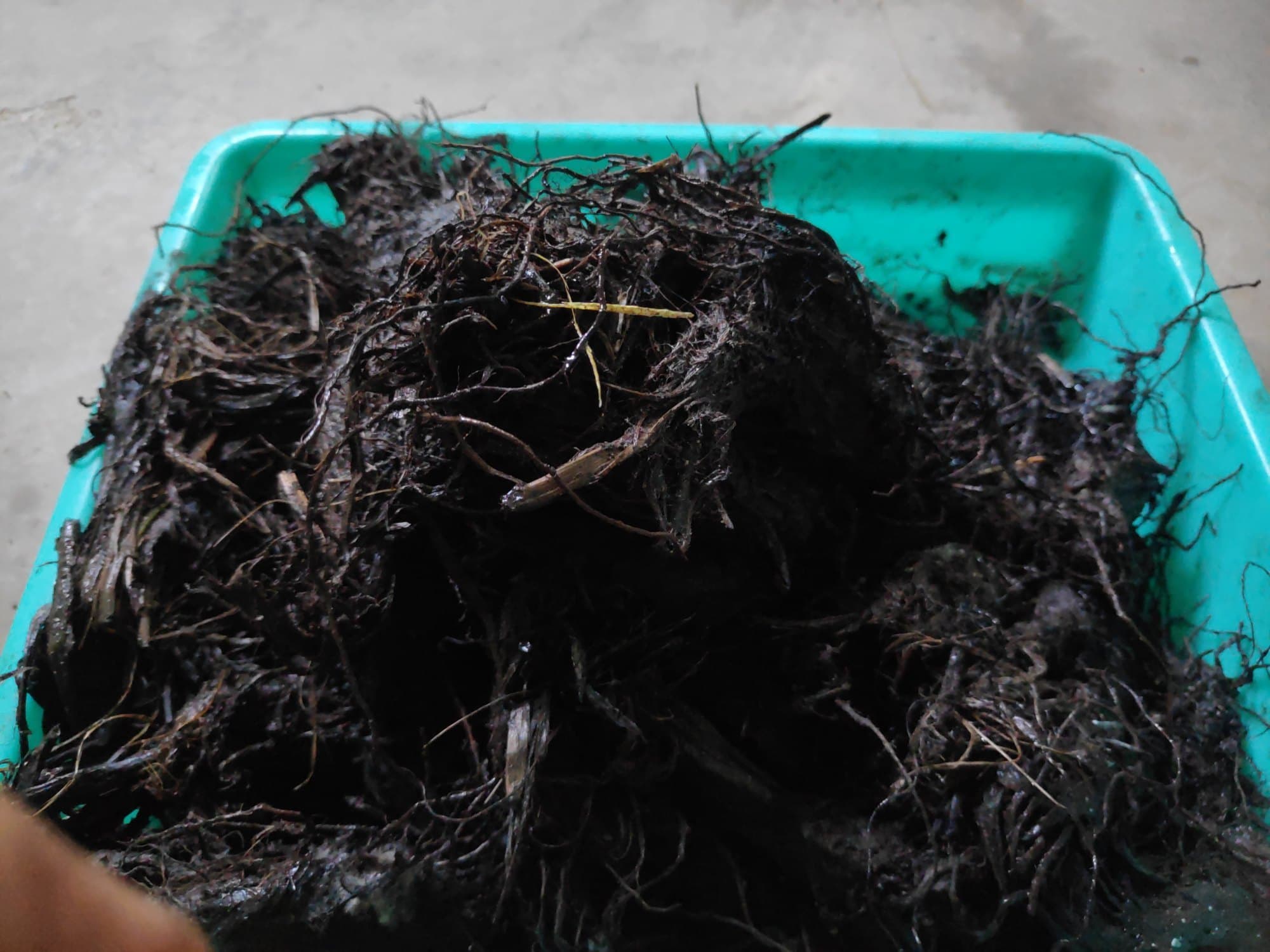 Black Turmeric