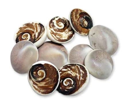 Gomati Chakra(Siddh)(11 pcs)