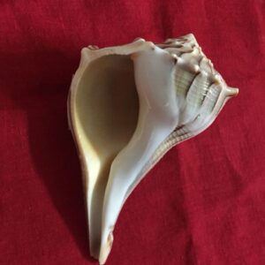 Dakshinawarti Shankh